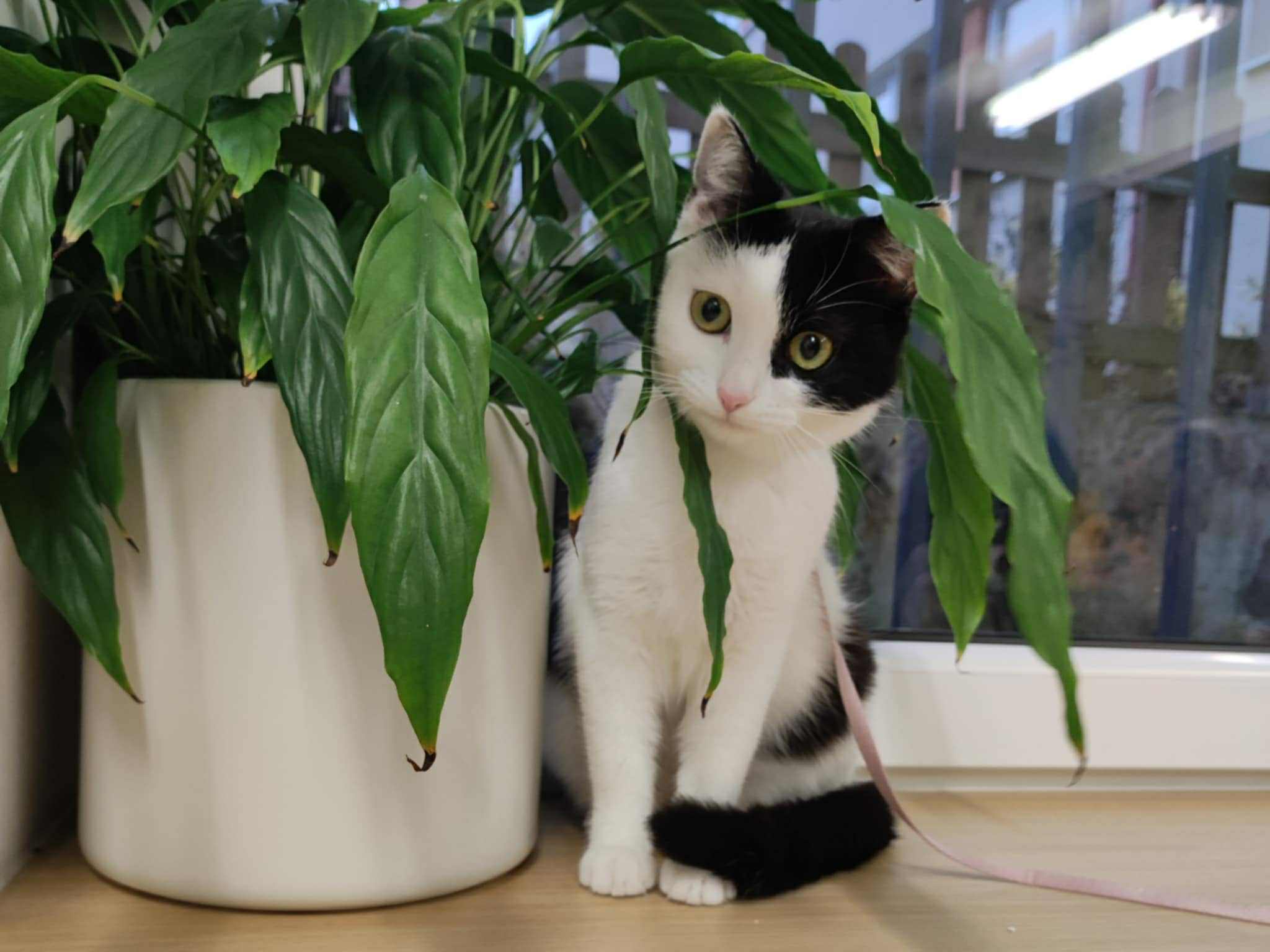 Hladili sme mačacie kožúšky